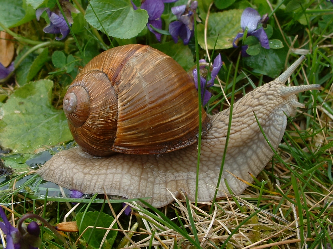 Садовая, улитка (Helix pomatia).