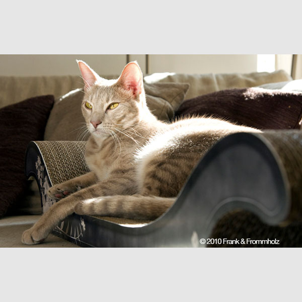 Designermöbel für Katzen - Klickgermany GmbH - Pressemitteilung