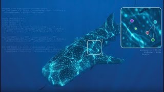 Fighting extinction with Microsoft AI and citizen science