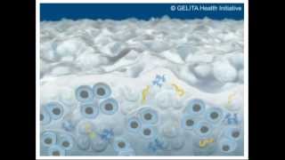 FORTIGEL® Animation