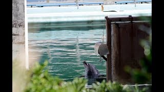 Honey the lonely dolphin, abandoned in Japanese aquarium, sparks public outcry