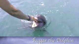 Beggar the Dolphin