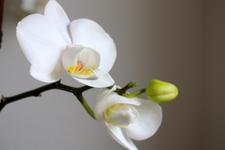 Die 10 wichtigsten Orchideen-Geheimnisse