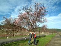 Pfälzer Mandelblüte im Januar – viele blühende Mandelbäume in Gimmeldingen