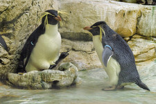 Felsenpinguine geschlüpft