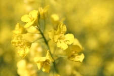 Pflanzenölkraftstoffe und Biodiesel besser fördern