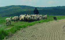 Drei Abendveranstaltungen mit Referenten bei der Schäferwanderung durch den Odenwald