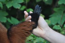 Erster Internationaler Zooförderer-Tag am Pfingstmontag