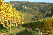 Kulinarische Weinwanderung in Oberkirch