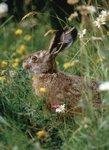 Genug Osterhasen in Baden-Württemberg