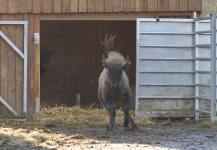 3 weibliche Wisente aus dem WildtierPark Edersee werden auf ihre Auswilderung in Rumänien vorbereitet