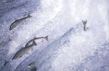 Russisches Lachs-Roulette