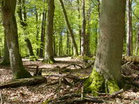 Die schönsten Wälder Deutschlands stehen zur Wahl