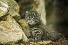 Fischkatze Luzi hat Nachwuchs bekommen