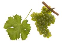 Der »Spaßwein« findet immer mehr Liebhaber