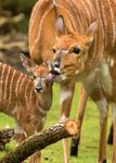 Der Tierpark-Kalender 2016 ist da