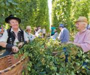 Viele Besucher beim 24. Hopfenzupferfest in Mitterstetten