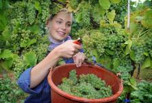 Hauptweinlese 2017 startet ungewöhnlich früh