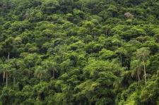 Kohlenstoffbilanz im tropischen Regenwald des Amazonas