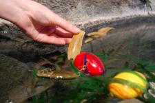 Nachwuchs im Ei: Seehasen sowie „Hai- und Rochen-Eier“ im SEA LIFE Konstanz