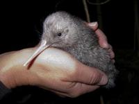 Konkurrenz für das Opossum Heidi: Seltene Kiwi-Küken aus Neuseeland