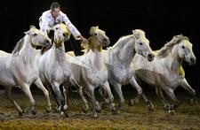 Pferd Bodensee glänzt im Zieleinlauf mit einem Top-Ergebnis