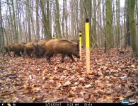 Wildschweine im Nationalpark mit GPS unterwegs