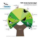 Wissenswertes über die fünf häufigsten Vogelarten