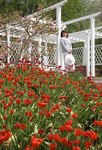 Eine Million Blüten in Bad Mergentheim: Blühende Therapie für die Seele