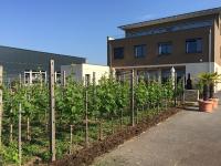 Qvevri- & Naturweine aus Georgien und Deutschland