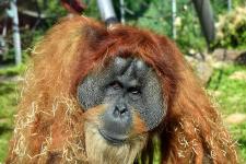 Welt-Orang-Utan-Tag in Hellabrunn