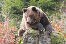 „Tierisch“ wilde Abenteuer im Bayerischen Wald