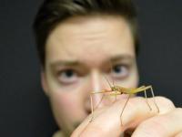 Biegen ohne zu brechen - Wie Insekten ihre Umgebung ertasten
