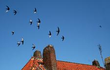 Jetzt für den Mauersegler Nisthilfen schaffen / Wendiger Sommervogel in großen Nöten