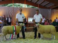 NRW-Schaftage und Hütehunde-Meisterschaft