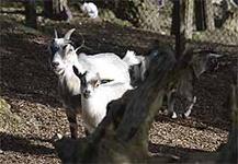 Der Natur- und Tierpark Goldau in voller Blüte