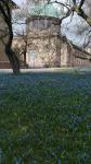 Blaues Blütenmeer im Botanischen Garten: Scilla blühen dieses Jahr besonders früh