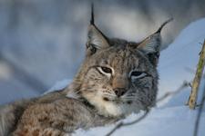 Geführte Wanderung zur winterlichen Bad Harzburger Luchsfütterung