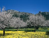 Mandelblüte auf Mallorca hat schon begonnen