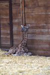Giraffennachwuchs in Afrika: Emma bringt gesundes Jungtier zur Welt
