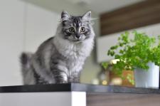 Katzen und Tischmanieren: Wie bleiben Naschkatzen vom Festmahl fern?