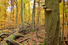 Veranstaltung "Herbstzauber im Hainich" fällt coronabedingt aus
