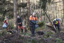 Niedersächsische Landesforsten: Rück- und Ausblick zum Internationalen Tag der Wälder am 21. März