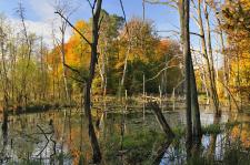 Europäische Fauna-Flora-Habitat-Richtlinie - Natura 2000