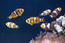 Erster Nachwuchs im SEA LIFE Konstanz im neuen Jahr