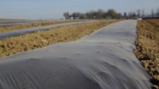 C.A.R.M.E.N.-Webinar: "Biologisch abbaubare Mulchfolien in der Praxis"