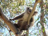 Melbourne & Victoria: "Nur ein Koala-Nickerchen entfernt"