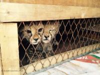 Somaliland: Gepardenjunge vor illegalem Wildtierhandel gerettet