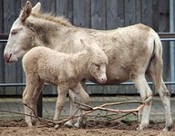 "Pony- und Eseltag" im Westküstenpark