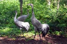 Entdeckungen im Bereich Moor und Heide